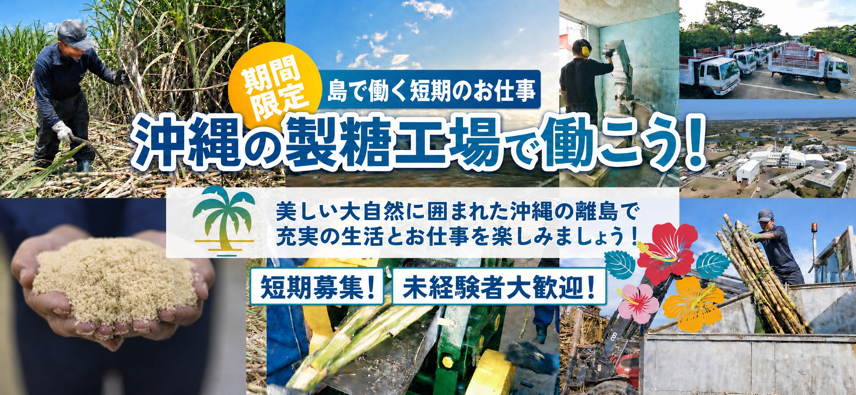 製糖工場でのお仕事