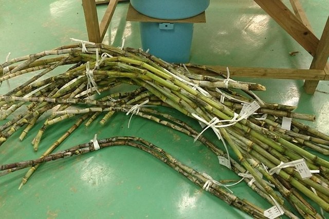 沖縄の画像